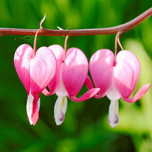 bleeding heart bleeding heart