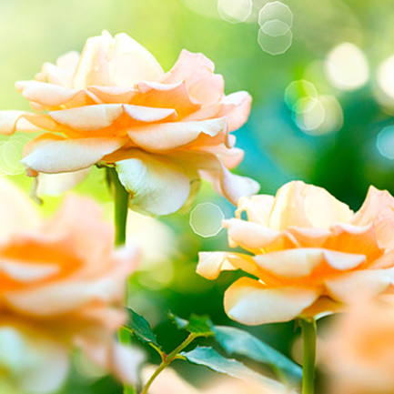 yellow roses yellow roses